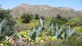 Valle de Rodalquilar en primavera